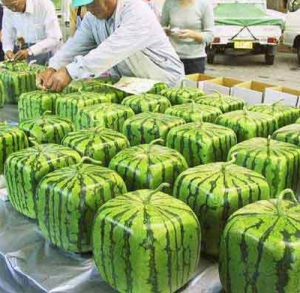 SQUARE WATERMELONS